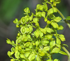 Patrinia rupestris
