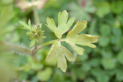 Ranunculus fascicularis
