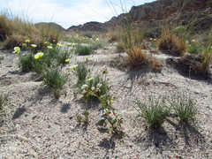 Chylismia claviformis claviformis