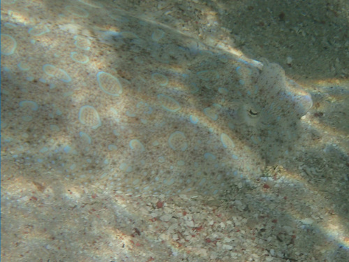 Bothus lunatus