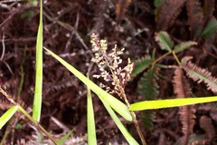 Isachne distichophylla
