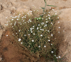 Cerastium furcatum