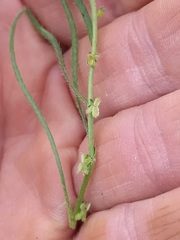 Pectocarya peninsularis