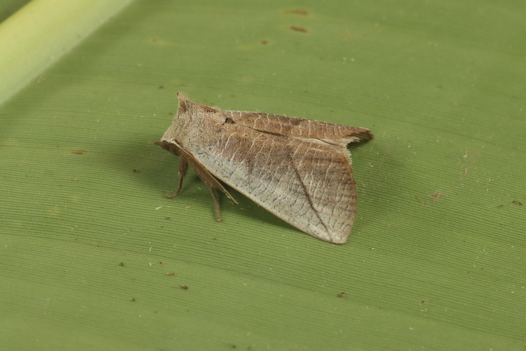 Psammathodoxa natadoides