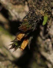 Orthotrichum ohioense