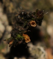Orthotrichum ohioense
