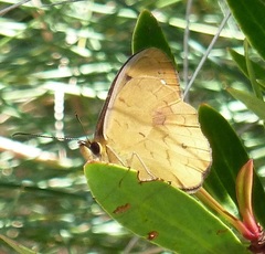 Heteronympha solandri