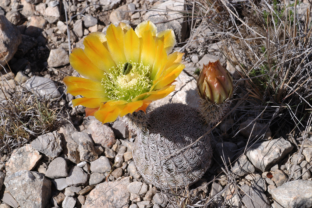 Echinocereus ctenoides