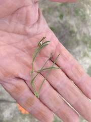 Pectocarya peninsularis