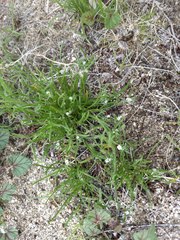 Pectocarya peninsularis