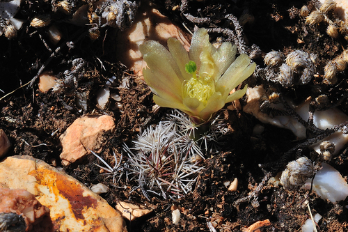 Echinocereus davisii