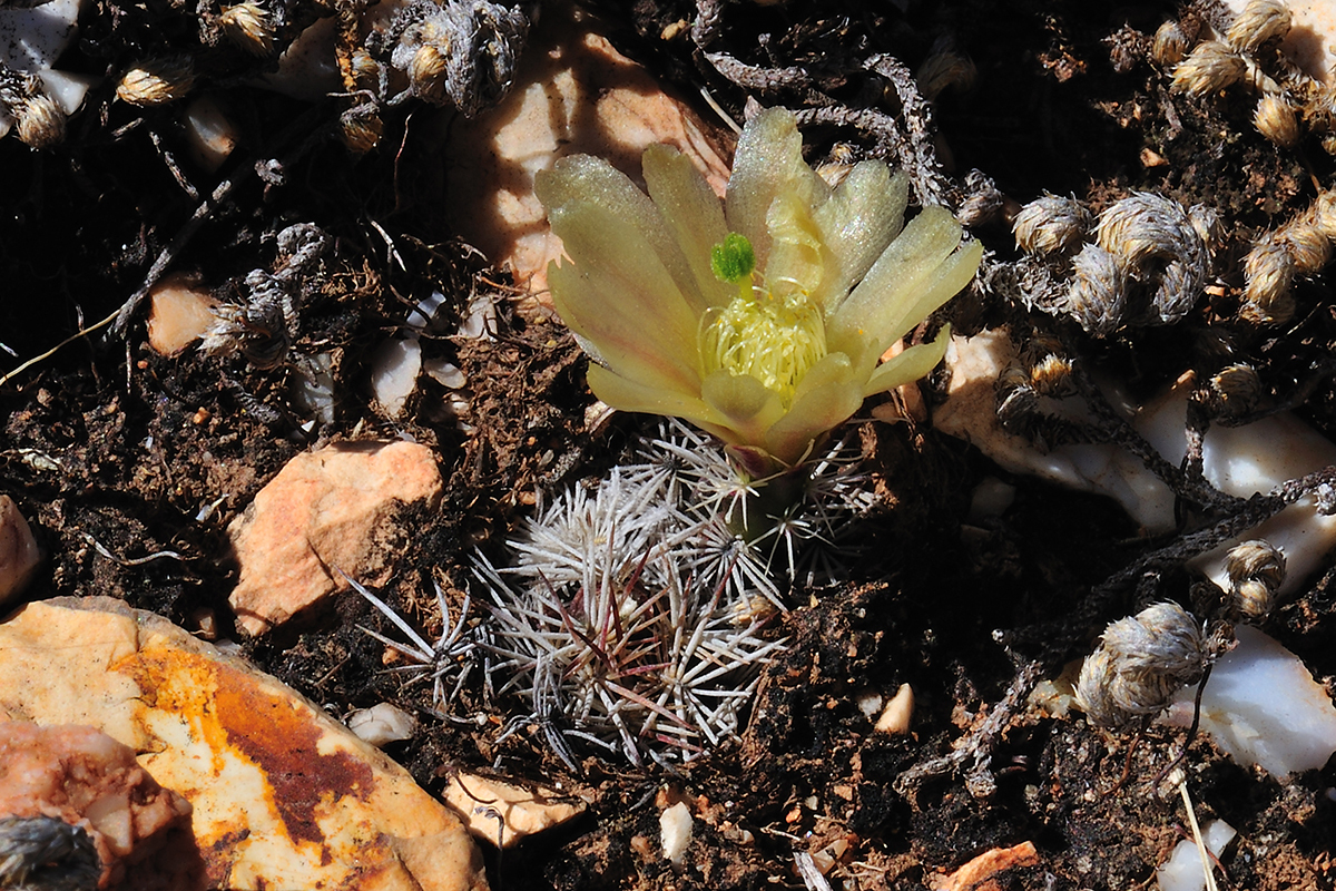 Echinocereus davisii