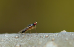 Mumetopia occipitalis