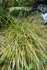 Cordyline pumilio