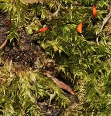 Brachythecium campestre