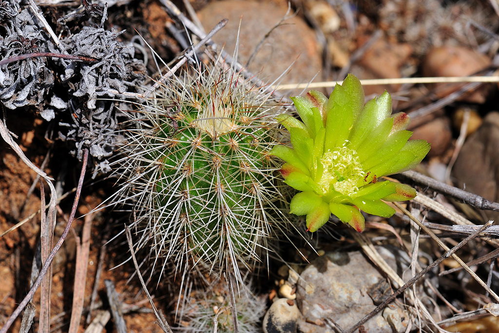 Miller's green pitaya (Echinocereus milleri)  iNaturalist