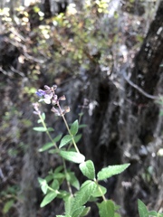 Salvia protracta
