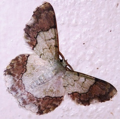 Pingasa ruginaria