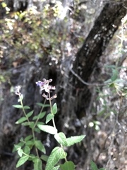 Salvia protracta