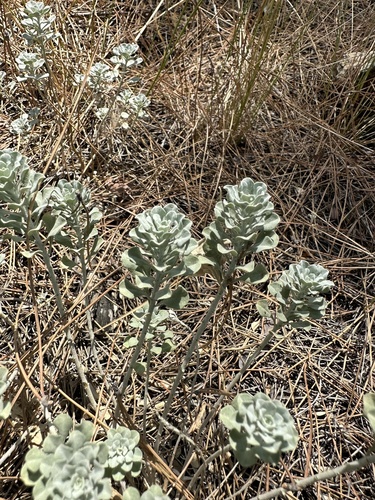 Alyssum corsicum