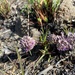 Highveld African Hyacinth - Photo (c) Simon Attwood, some rights reserved (CC BY-NC), uploaded by Simon Attwood