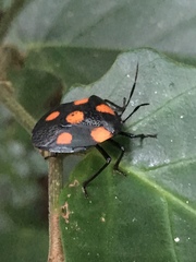 Brachystethus rubromaculatus