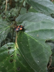 Brachystethus rubromaculatus