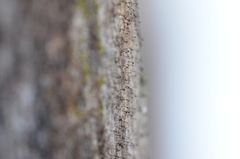 Mycocalicium subtile