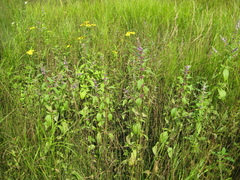 Mentha canadensis