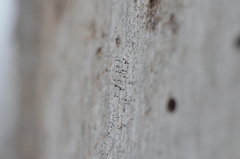 Chaenothecopsis debilis