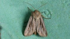 Leucania comma