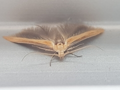 Stathmopoda skelloni