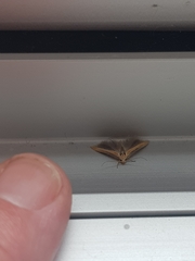 Stathmopoda skelloni