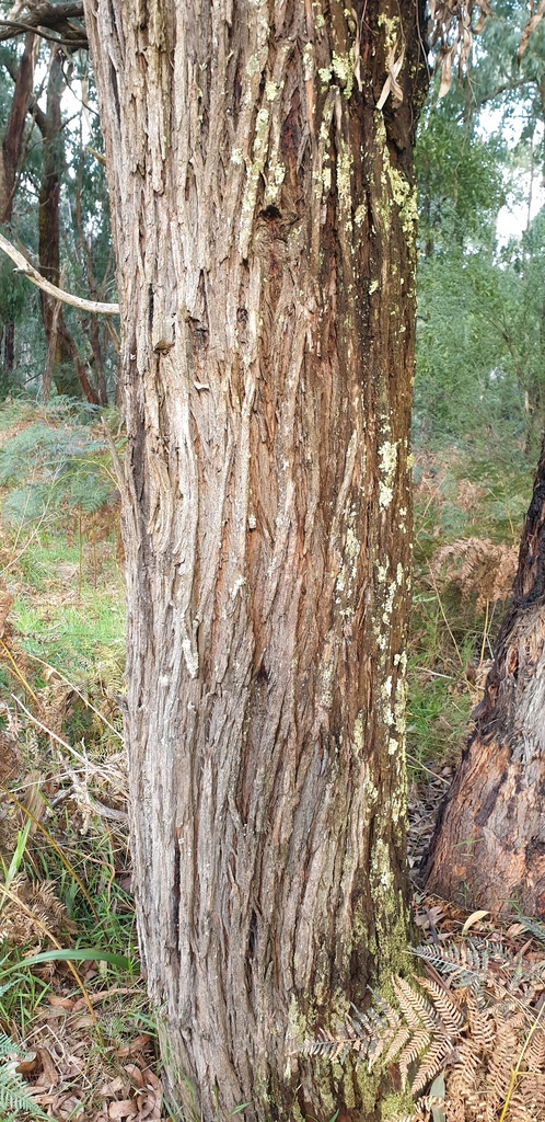 Green Scentbark from Silvan VIC 3795, Australia on August 13, 2023 at ...