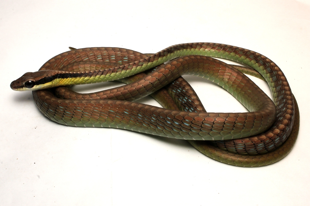 Underwood's Bronzeback Snake