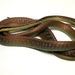 安氏過樹蛇 - Photo 由 A. Restu Dwikelana 所上傳的 (c) A. Restu Dwikelana，保留部份權利CC BY-NC