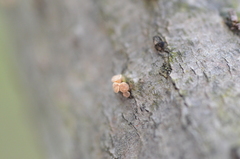 Pezicula