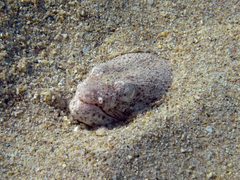 Echiophis intertinctus