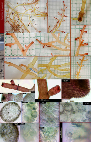 Red-Tipped Algae (Laurencia chondrioides)