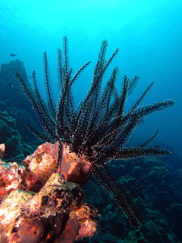 Black and White Crinoid