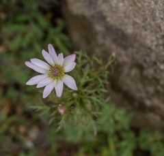 Anemone tuberosa
