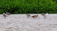 Limnodromus semipalmatus
