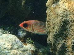 Neoniphon marianus