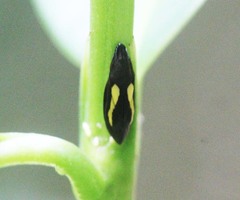 Capnodistes arietarius