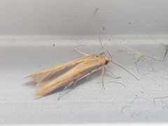 Stathmopoda skelloni