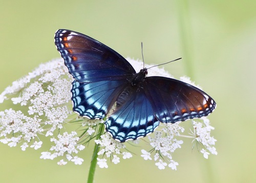 Red-spotted Admiral, photo 2 of 10