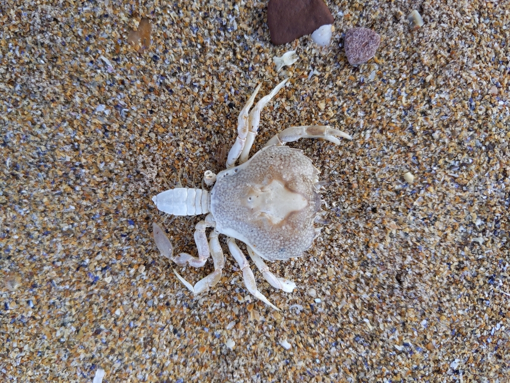 Pennant's swimming crab