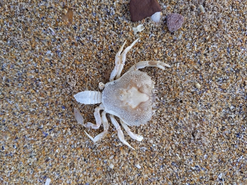 Pennant's swimming crab