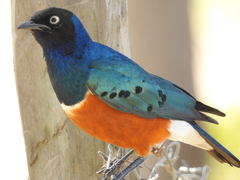 Lamprotornis superbus