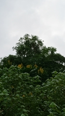 Vochysia